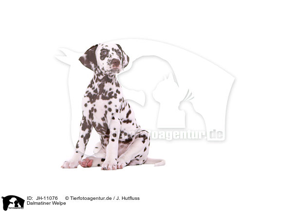 Dalmatiner Welpe / Dalmatian Puppy / JH-11076