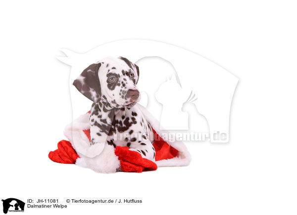 Dalmatiner Welpe / Dalmatian Puppy / JH-11081