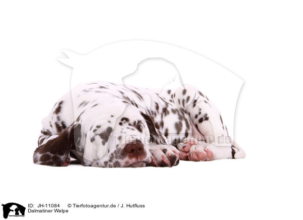 Dalmatiner Welpe / Dalmatian Puppy / JH-11084