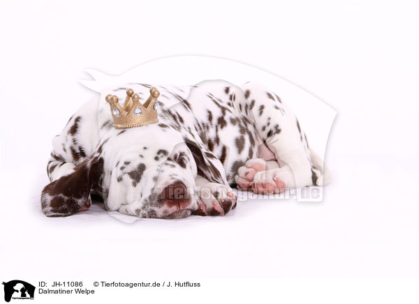 Dalmatiner Welpe / Dalmatian Puppy / JH-11086
