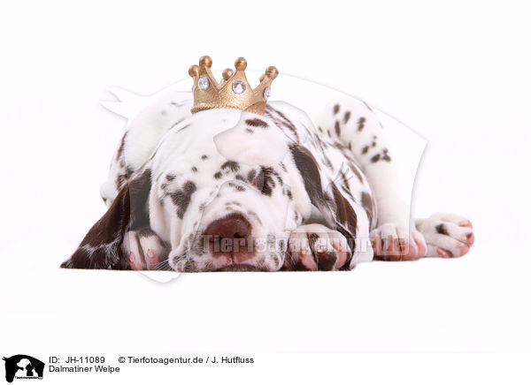 Dalmatiner Welpe / Dalmatian Puppy / JH-11089