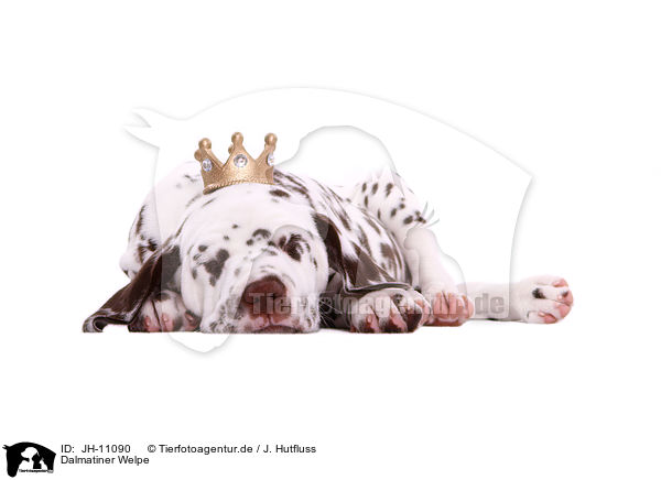 Dalmatiner Welpe / Dalmatian Puppy / JH-11090