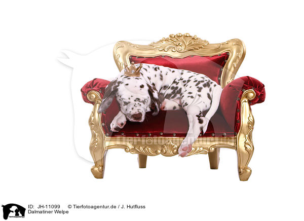 Dalmatiner Welpe / Dalmatian Puppy / JH-11099