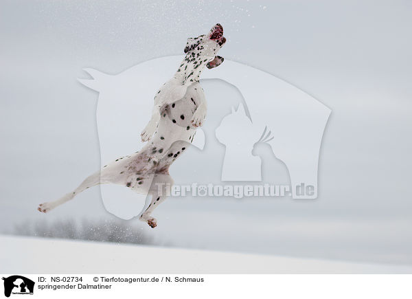 springender Dalmatiner / jumping Dalmatian / NS-02734