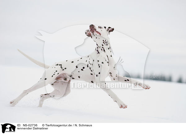 rennender Dalmatiner / running Dalmatian / NS-02736