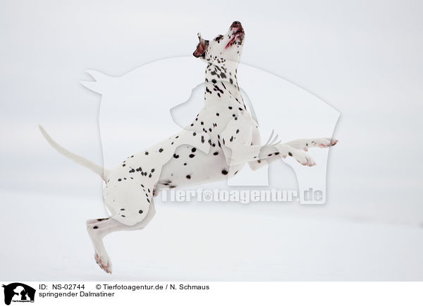 springender Dalmatiner / jumping Dalmatian / NS-02744