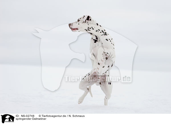 springender Dalmatiner / jumping Dalmatian / NS-02748