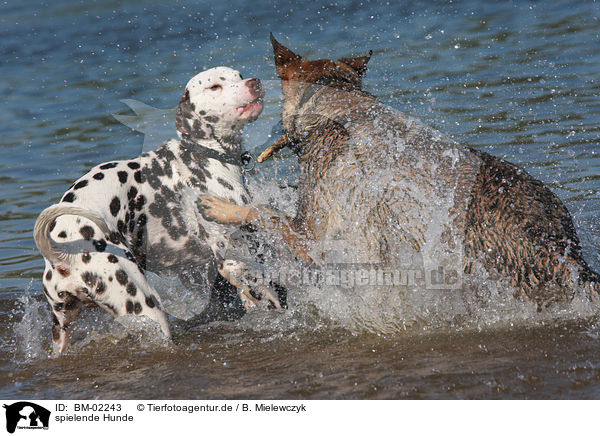 spielende Hunde / playing dogs / BM-02243