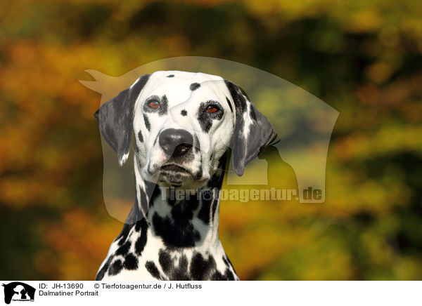 Dalmatiner Portrait / Dalmatian Portrait / JH-13690