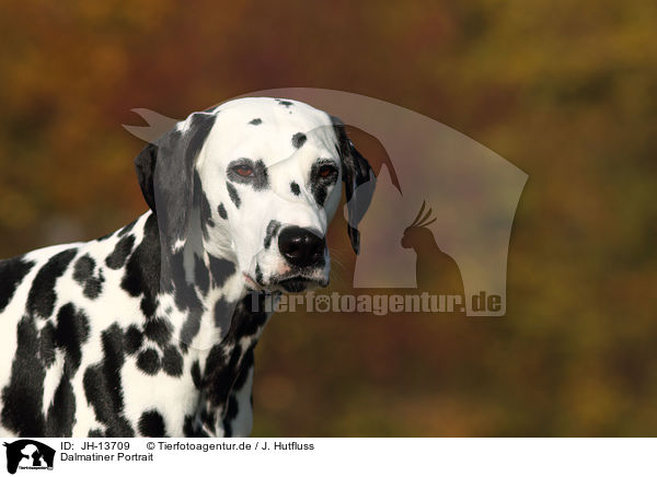 Dalmatiner Portrait / Dalmatian Portrait / JH-13709