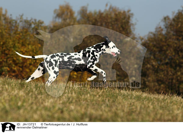rennender Dalmatiner / running Dalmatian / JH-13721