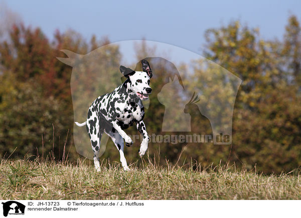 rennender Dalmatiner / running Dalmatian / JH-13723