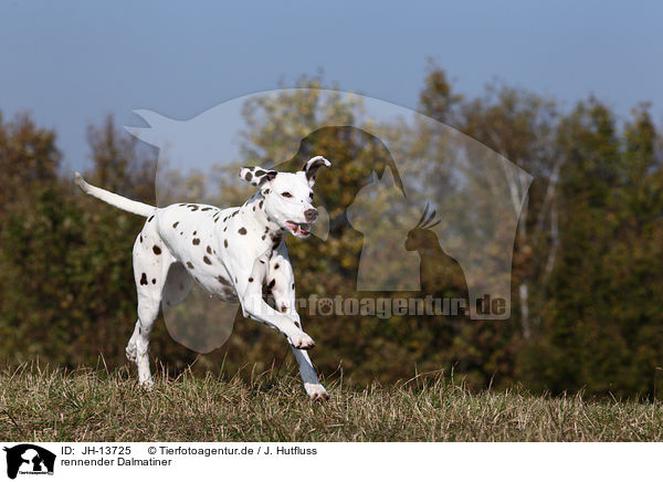 rennender Dalmatiner / running Dalmatian / JH-13725