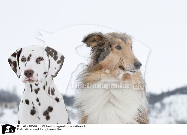 Dalmatiner und Langhaarcollie / Dalmatian and longhaired collie / AP-10564