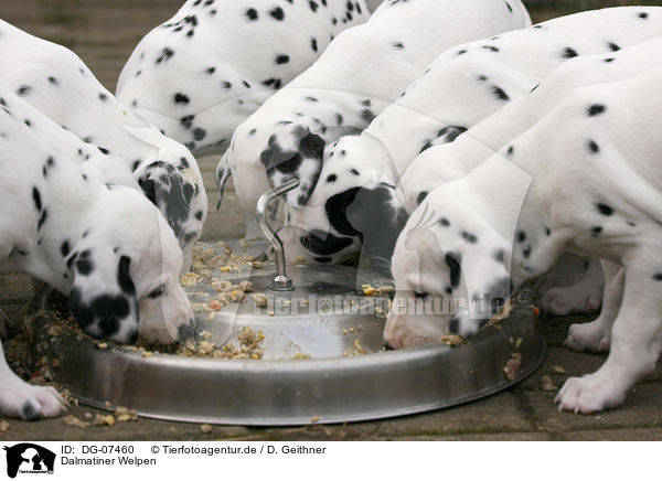 Dalmatiner Welpen / Dalmatian puppies / DG-07460