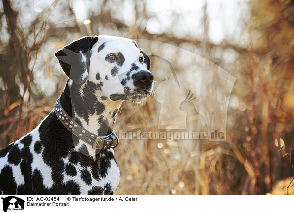 Dalmatiner Portrait / AG-02454