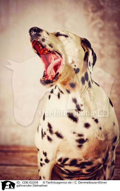 ghnender Dalmatiner / yawning Dalmatian / CDE-02206