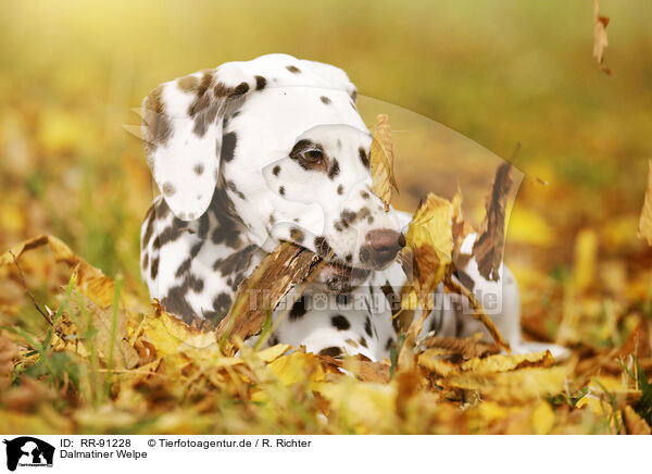 Dalmatiner Welpe / Dalmatian Puppy / RR-91228