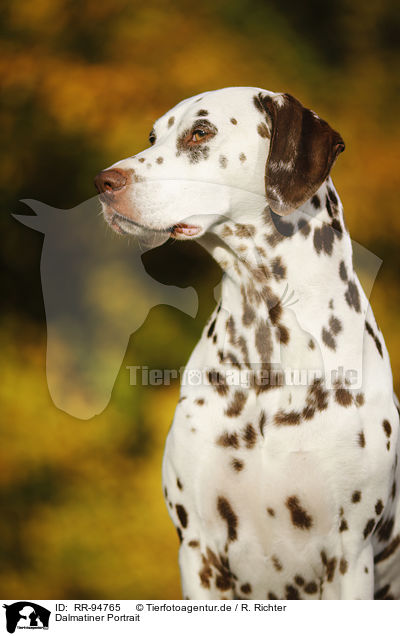 Dalmatiner Portrait / Dalmatian Portrait / RR-94765