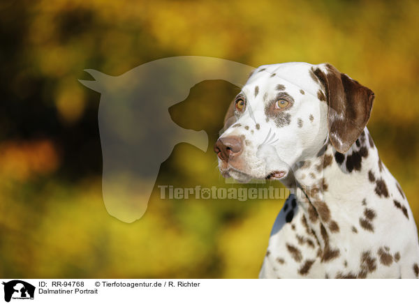 Dalmatiner Portrait / Dalmatian Portrait / RR-94768