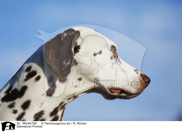 Dalmatiner Portrait / Dalmatian Portrait / RR-94789