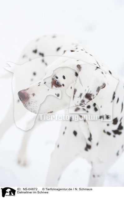 Dalmatiner im Schnee / Dalmatian in the snow / NS-04872