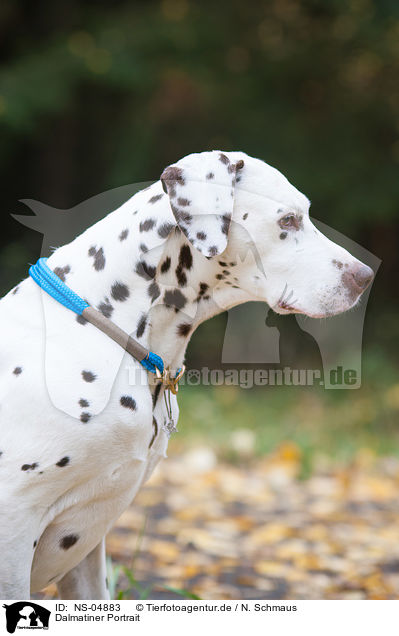 Dalmatiner Portrait / Dalmatian Portrait / NS-04883