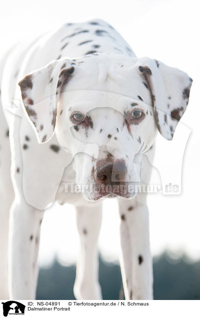 Dalmatiner Portrait / Dalmatian Portrait / NS-04891