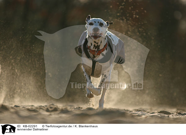 rennender Dalmatiner / running Dalmatian / KB-02291