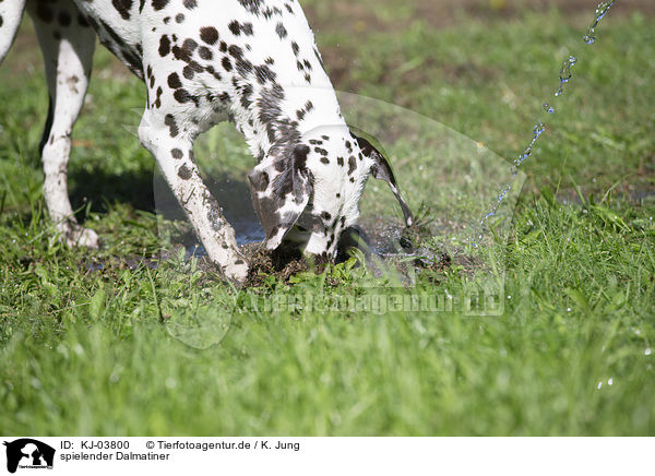 spielender Dalmatiner / playing Dalmatian / KJ-03800