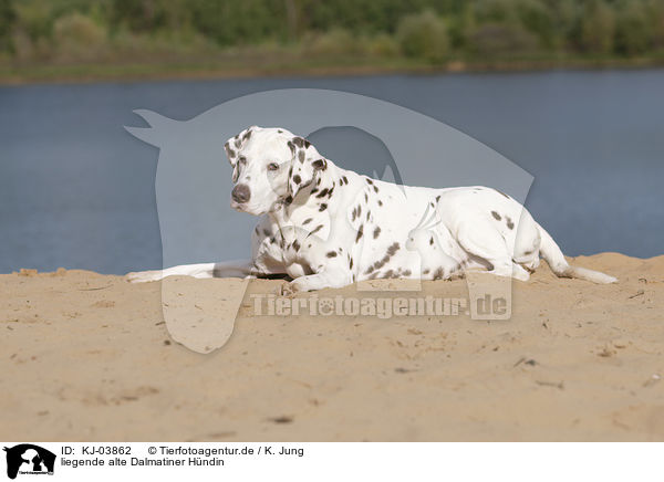 liegende alte Dalmatiner Hndin / lying old female dalmatian / KJ-03862