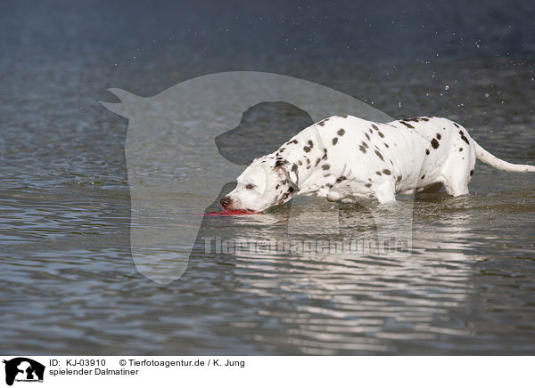 spielender Dalmatiner / playing dalmatian / KJ-03910