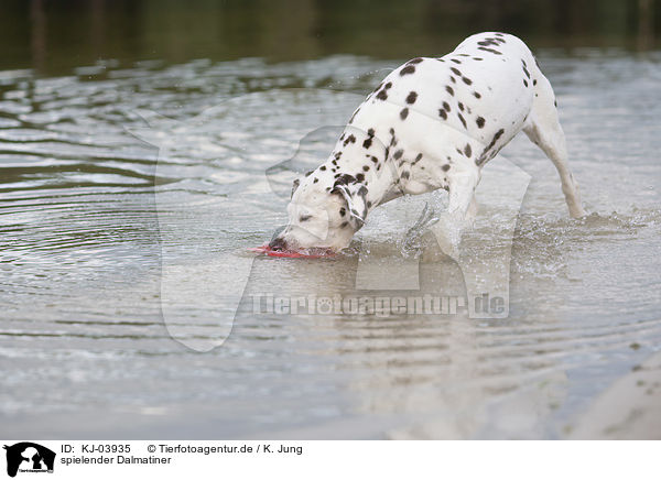 spielender Dalmatiner / playing dalmatian / KJ-03935