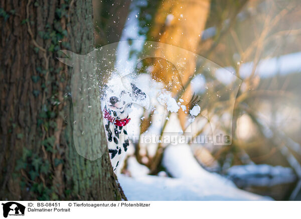 Dalmatiner Portrait / Dalmatian portrait / BS-08451