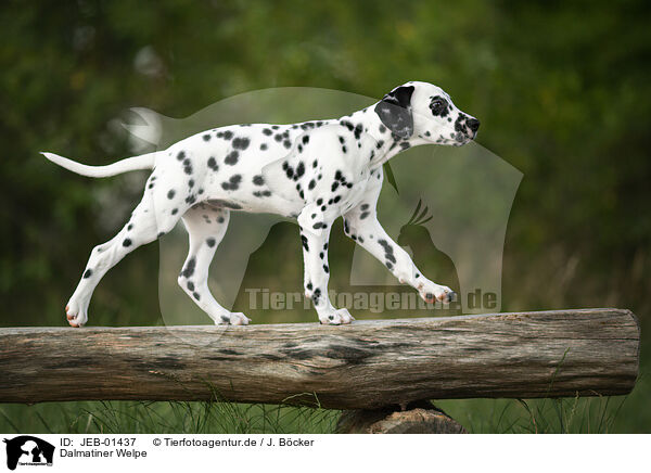 Dalmatiner Welpe / Dalmatian Puppy / JEB-01437