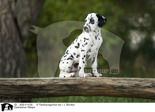 Dalmatiner Welpe / Dalmatian Puppy / JEB-01438