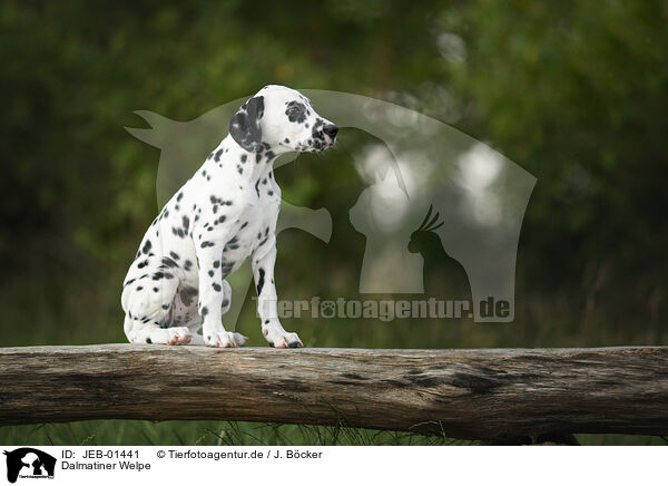 Dalmatiner Welpe / Dalmatian Puppy / JEB-01441