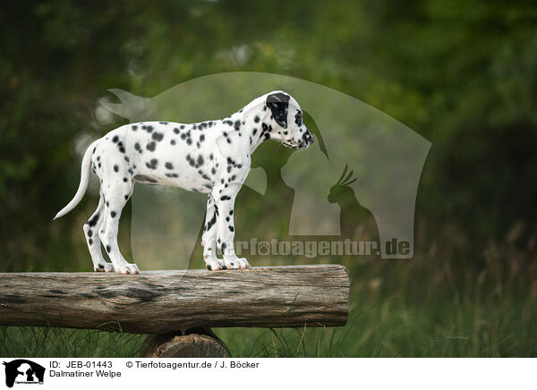 Dalmatiner Welpe / Dalmatian Puppy / JEB-01443
