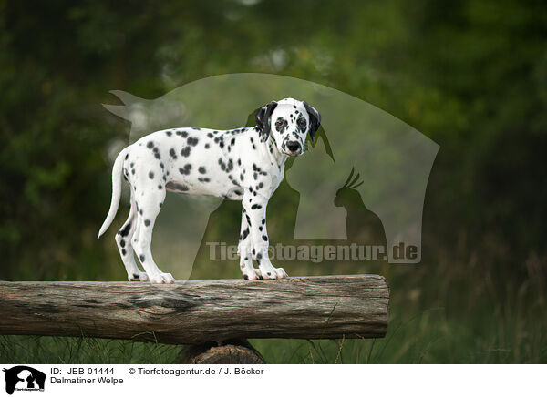 Dalmatiner Welpe / Dalmatian Puppy / JEB-01444