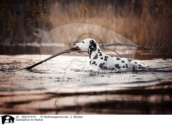 Dalmatiner im Herbst / Dalmatian in autumn / JEB-01515