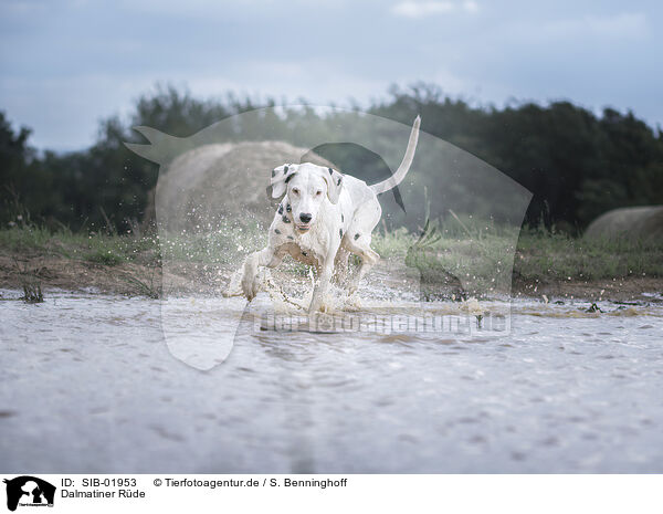 Dalmatiner Rde / male Dalmatian / SIB-01953