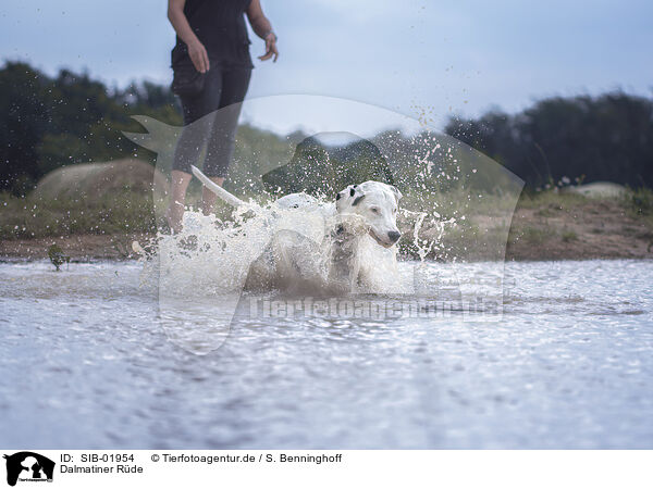 Dalmatiner Rde / male Dalmatian / SIB-01954