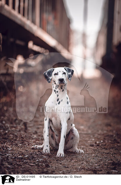 Dalmatiner / Dalmatian / DS-01495