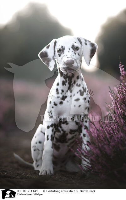 Dalmatiner Welpe / Dalmatian Puppy / KS-01141
