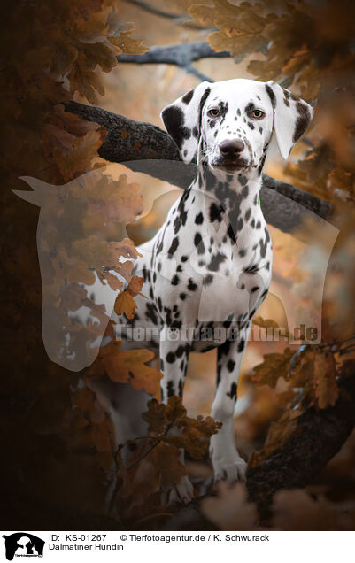 Dalmatiner Hndin / female Dalmatian / KS-01267