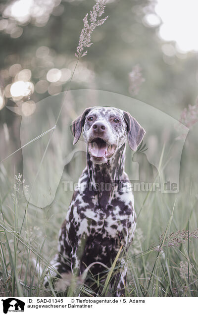 ausgewachsener Dalmatiner / adult Dalmatian / SAD-01345