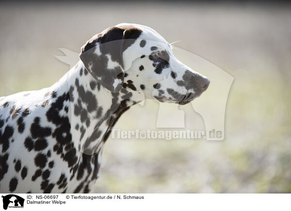 Dalmatiner Welpe / Dalmatian Puppy / NS-06697