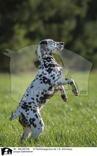 junger Dalmatiner / young Dalmatian / NS-06708