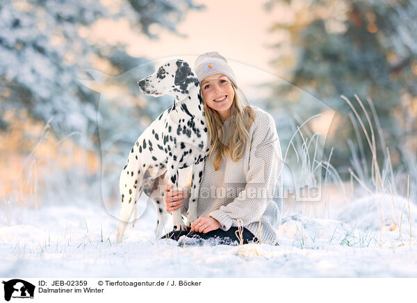 Dalmatiner im Winter / JEB-02359
