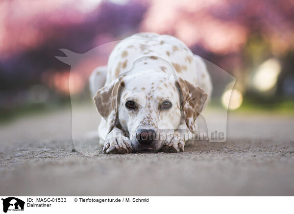 Dalmatiner / Dalmatian / MASC-01533